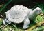 Schildkröte, Länge 30 - 45 cm